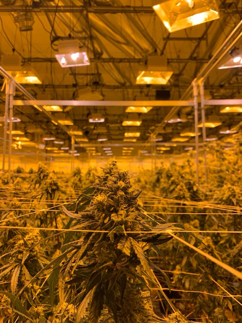 Flowering cannabis under lights in an indoor grow