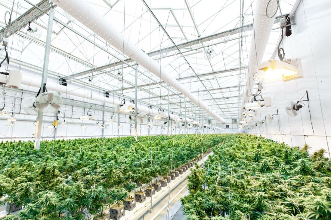 Rows of cannabis at scale inside a commercial greenhouse