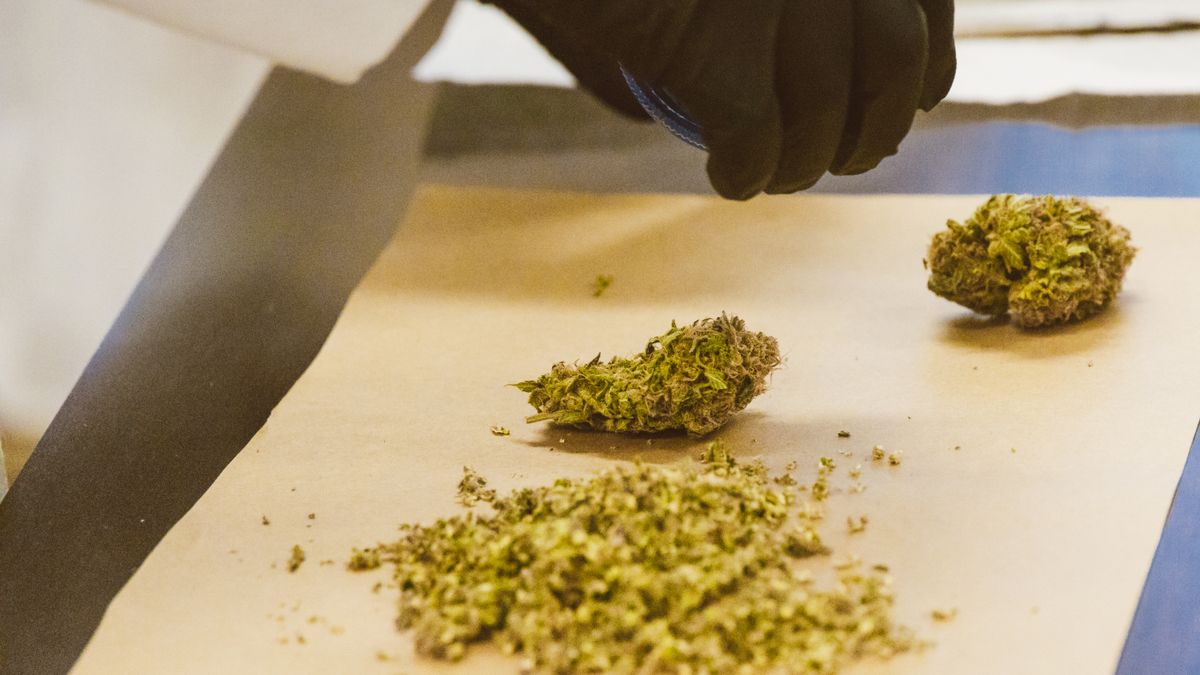 A gloved hand assessing cannabis flower on lab paper