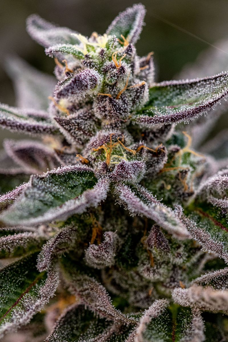 Cannabis flower at close range, trichome heads clearly visible