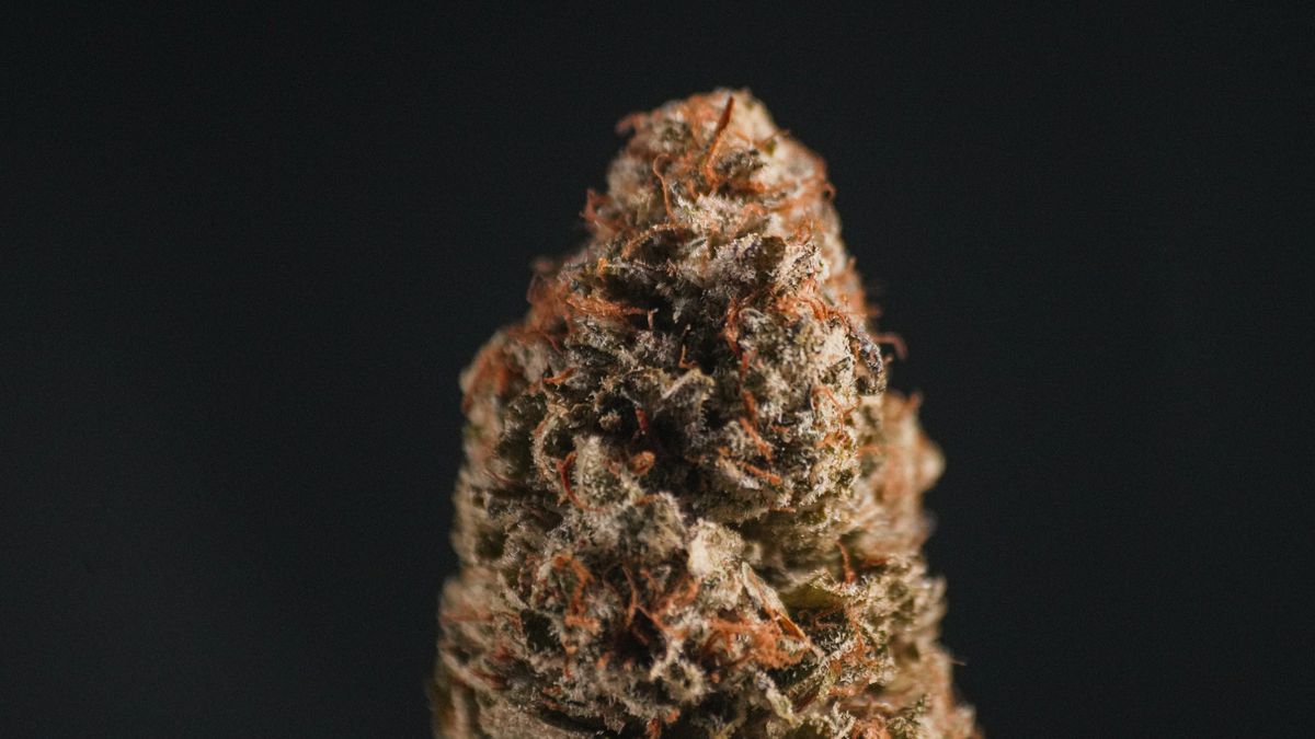 A cured cannabis flower photographed against a dark ground