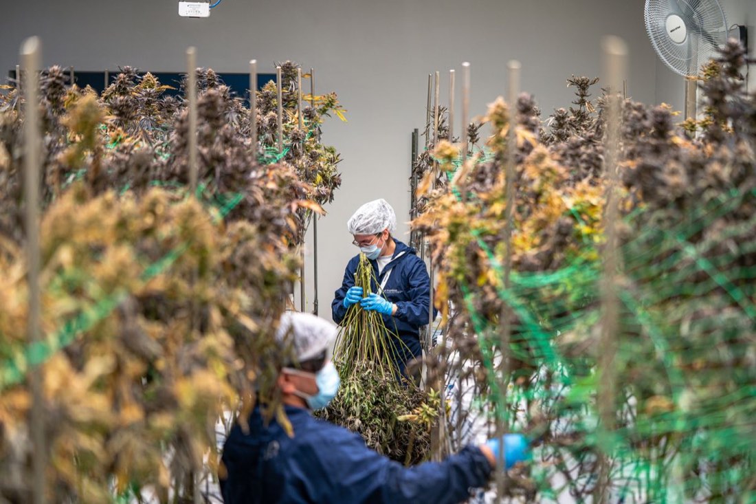 Technicians processing harvested cannabis in a licensed facility
