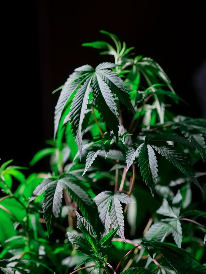 Cannabis foliage lit against a dark background
