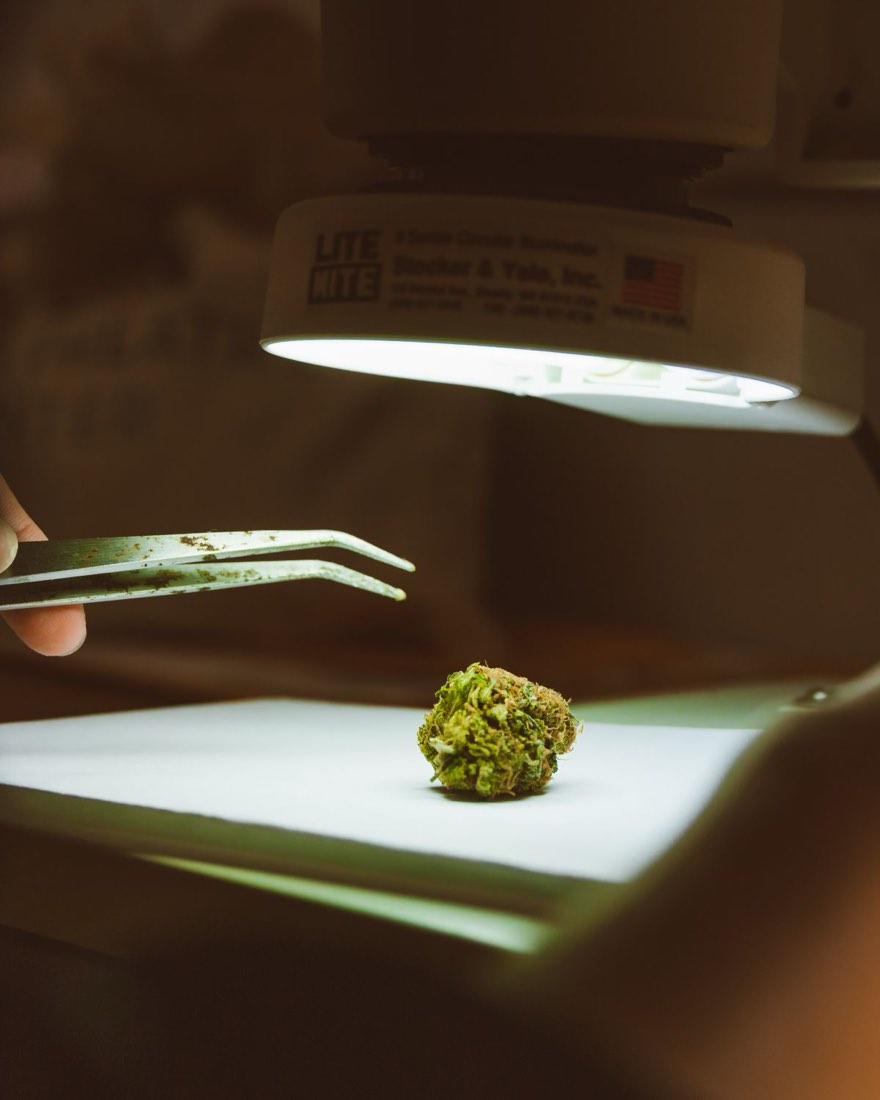 A single bud examined with tweezers under an inspection lamp